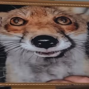 Meet your Posher, Logan kainoa